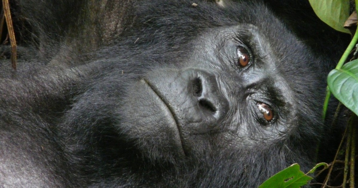 5 Days Gorillas And Chimps In Uganda From Kigali The African Encounters