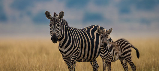 Akagera National Park