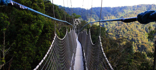 Canopy Walking Safaris