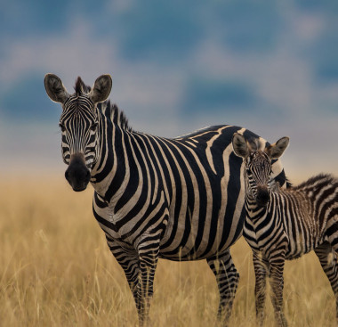 Akagera National Park