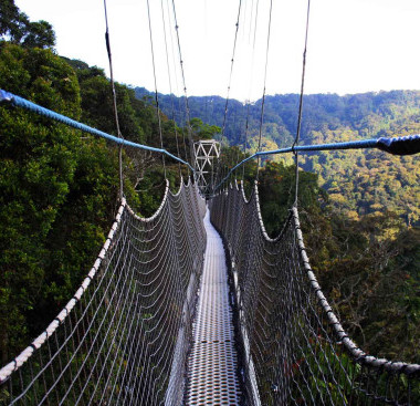 Canopy Walking Safaris