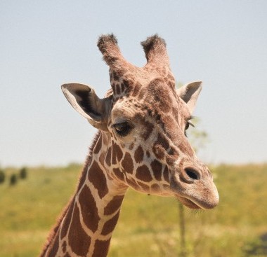 giraffe head